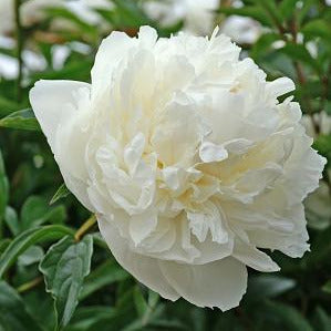 White peony flower with green leaves in the background