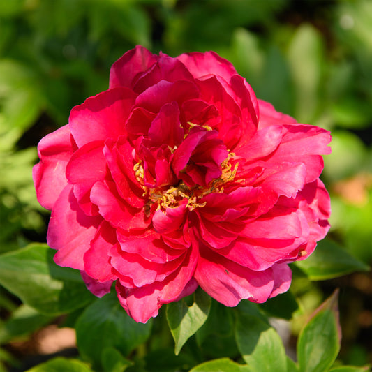 Paeonia 'Old Faithful' (Herbaceous Hybrid Peony)