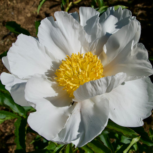 Paeonia lactiflora  'Polar Star'