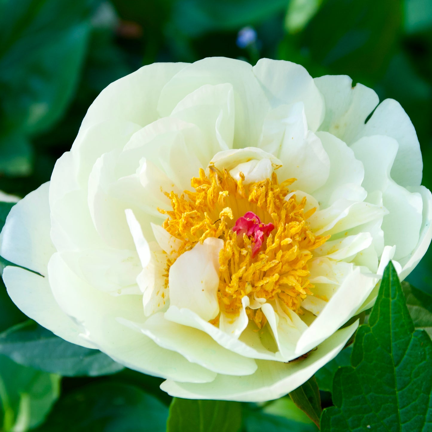 Paeonia lactiflora 'Lemon Chiffon'