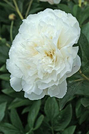 Paeonia 'Mother's Choice'