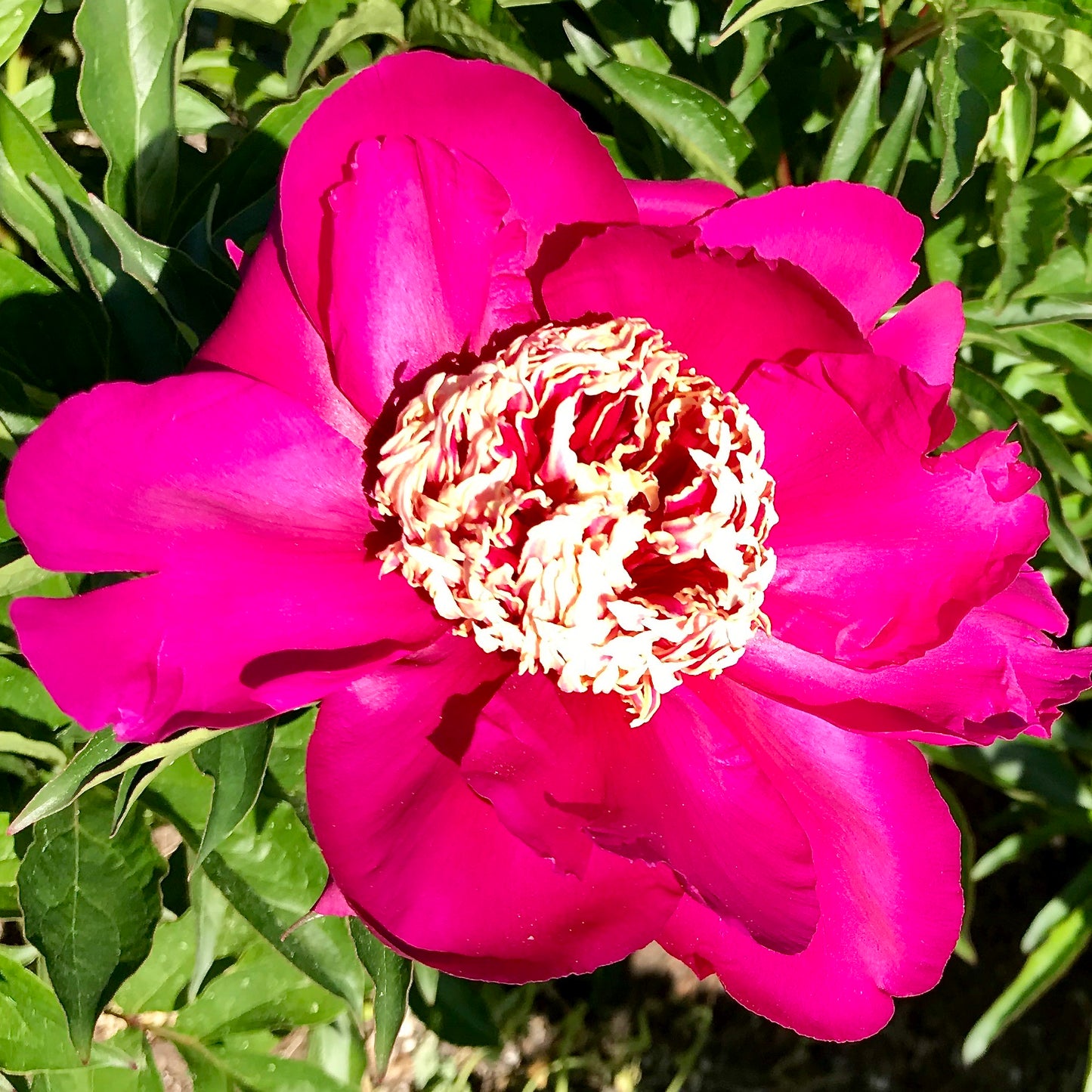 Paeonia lactiflora 'Barrington Belle'
