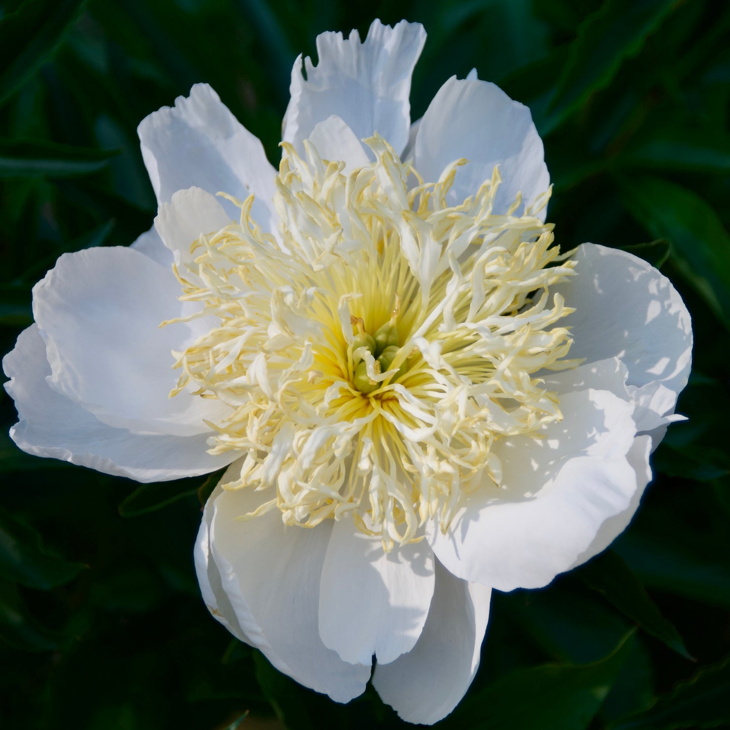 Paeonia japonica 'Fairbanks'