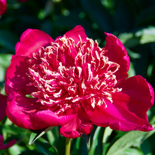 Paeonia japonica 'Nippon Beauty'