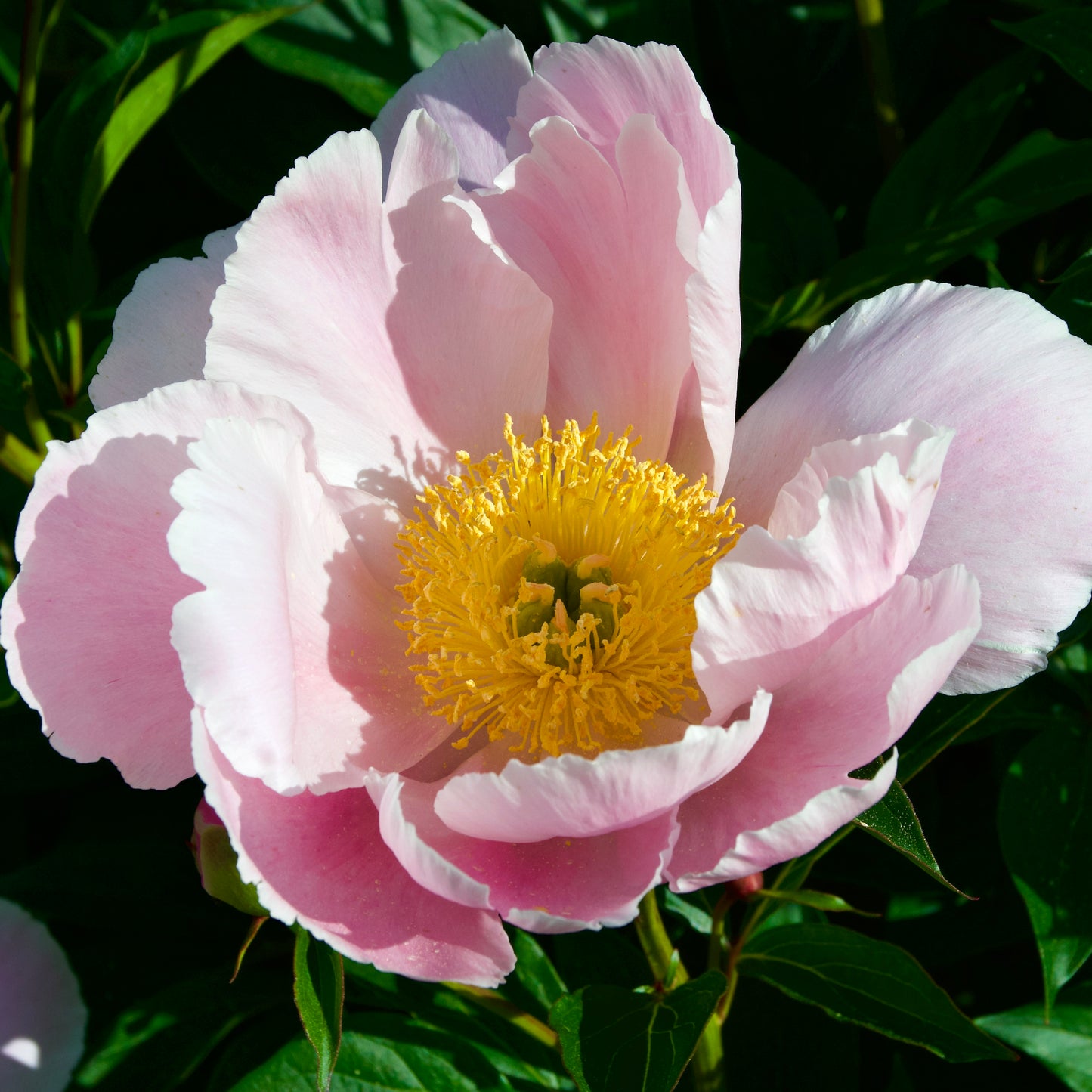 Paeonia japonica 'Soft Salmon Joy'