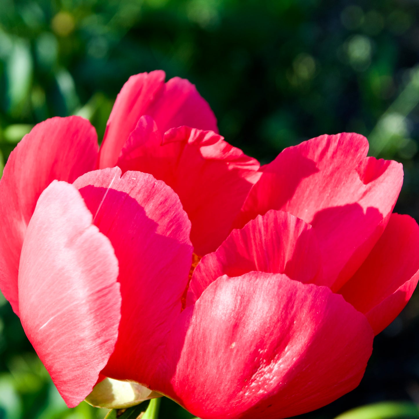 Paeonia lactiflora 'Flame'
