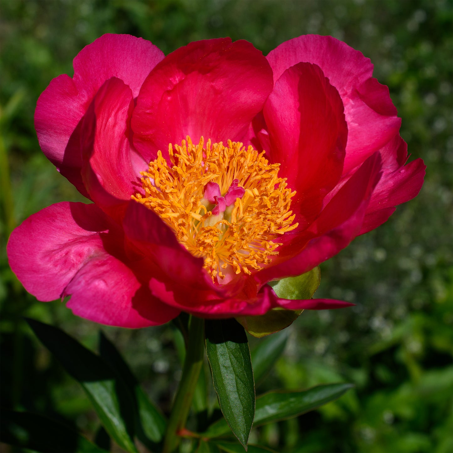 Paeonia 'Flame' (Herbaceous Hybrid Peony)