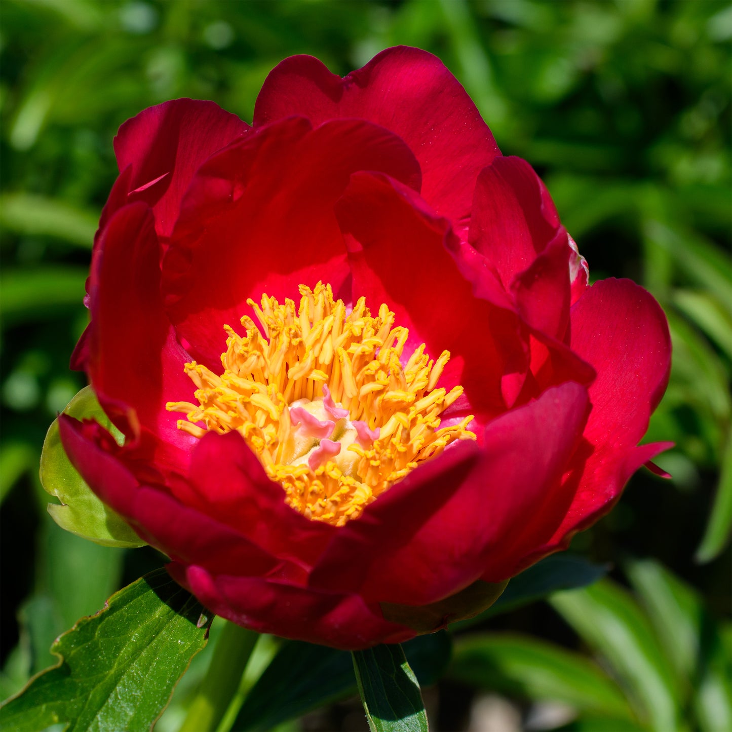 Paeonia 'Scarlet O'Hara' (Herbaceous Hybrid Peony)