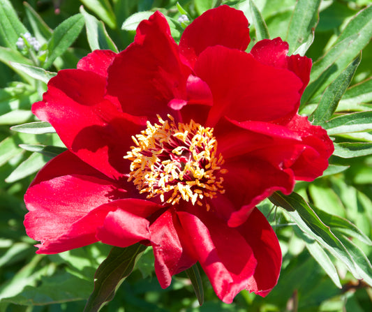 Paeonia x 'Early Scout'