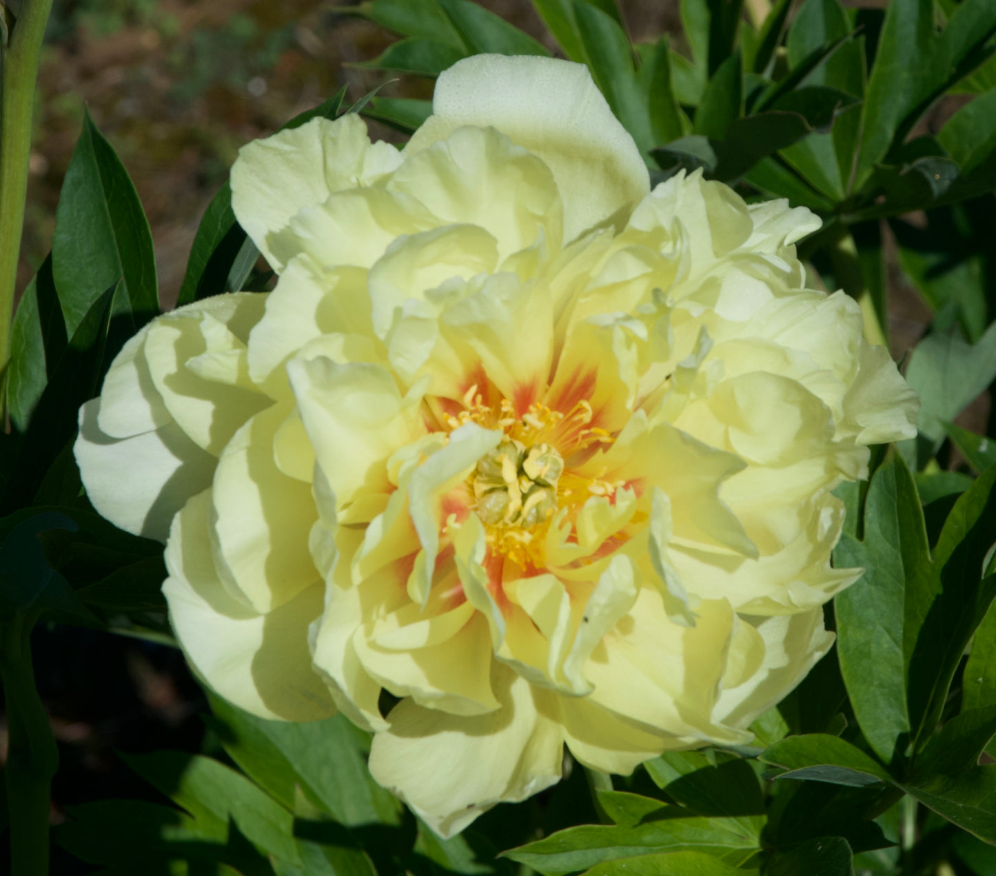 Paeonia Itoh 'Bartzella'