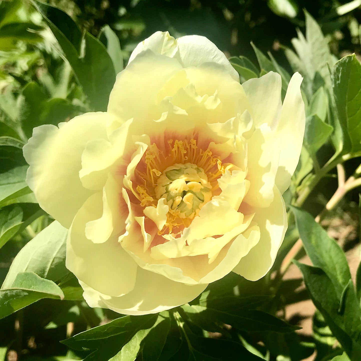 Paeonia Itoh 'Garden Treasure'