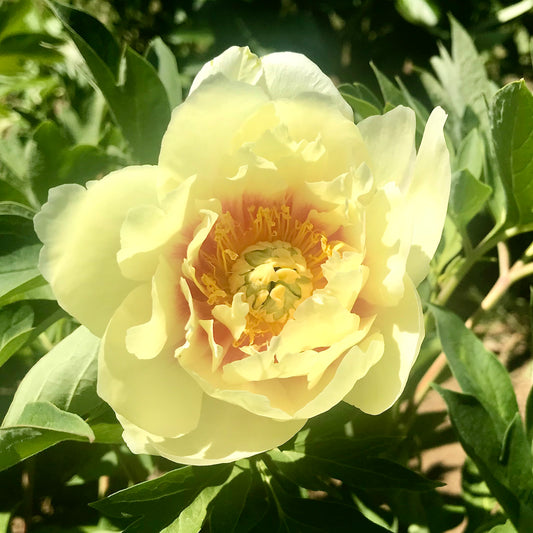 Paeonia Itoh  'Garden Treasure'