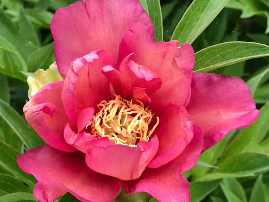 Paeonia Itoh  'Julia Rose'