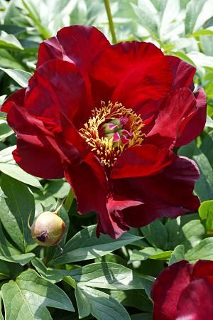 Paeonia Itoh 'Scarlet Heaven' (Peony)