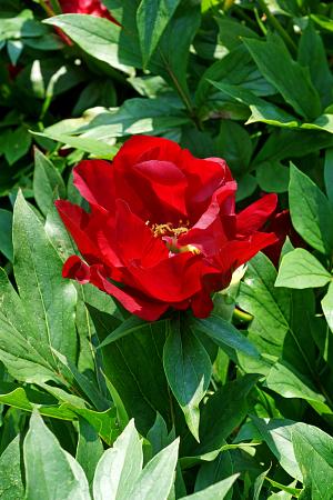 Paeonia Itoh 'Scarlet Heaven' (Peony)