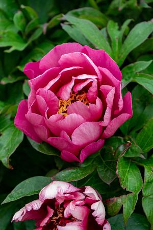Paeonia Itoh 'Yankee Doodle Dandy' (Peony)