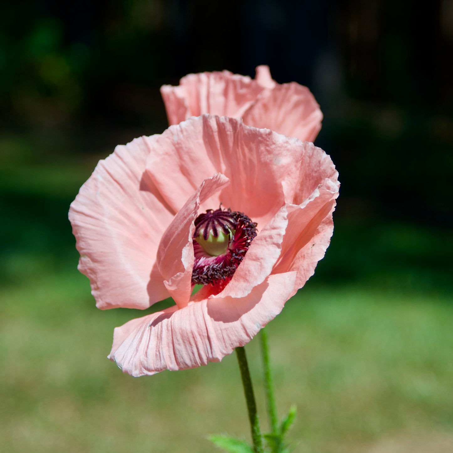 Papaver orientale 'Princess Victoria Louise'