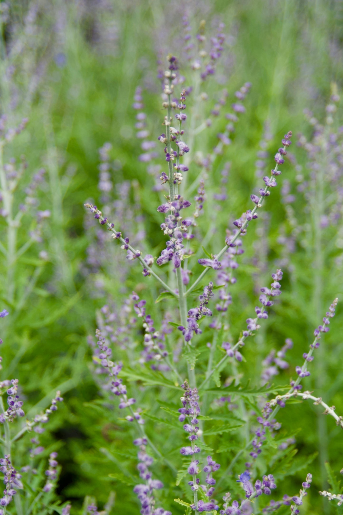 Perovskia atriplicifolia 'Blue Jean Baby'