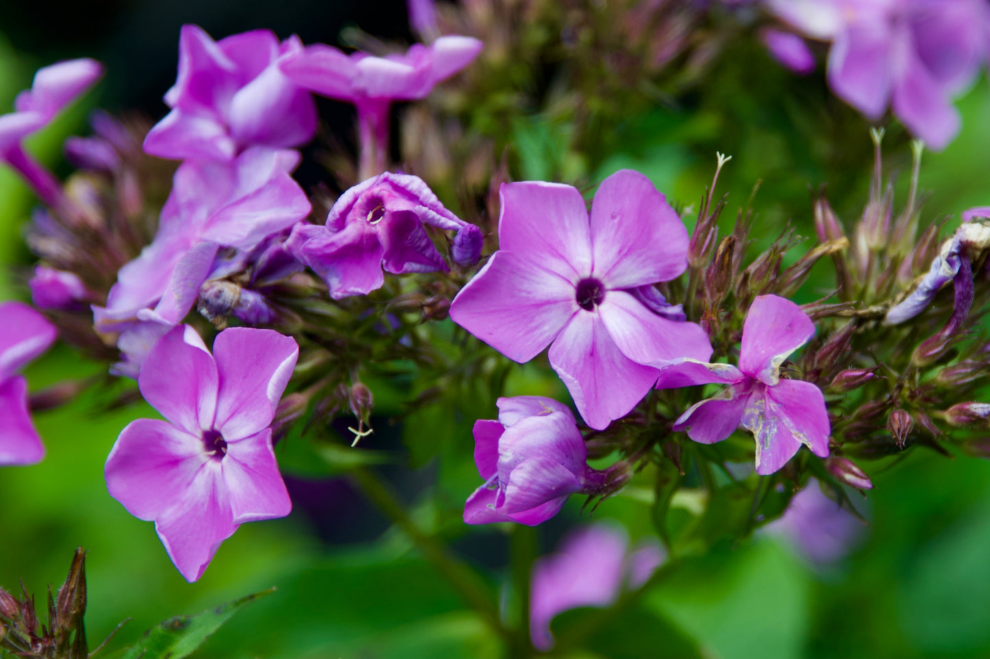 Phlox paniculata 'Flame? Violet'