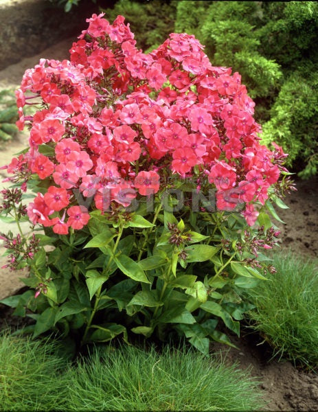 Phlox paniculata 'Orange Perfection'
