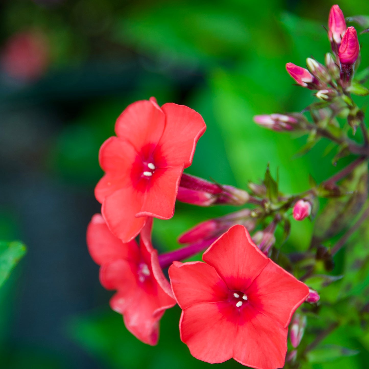 Phlox paniculata 'Tequila Sunrise'