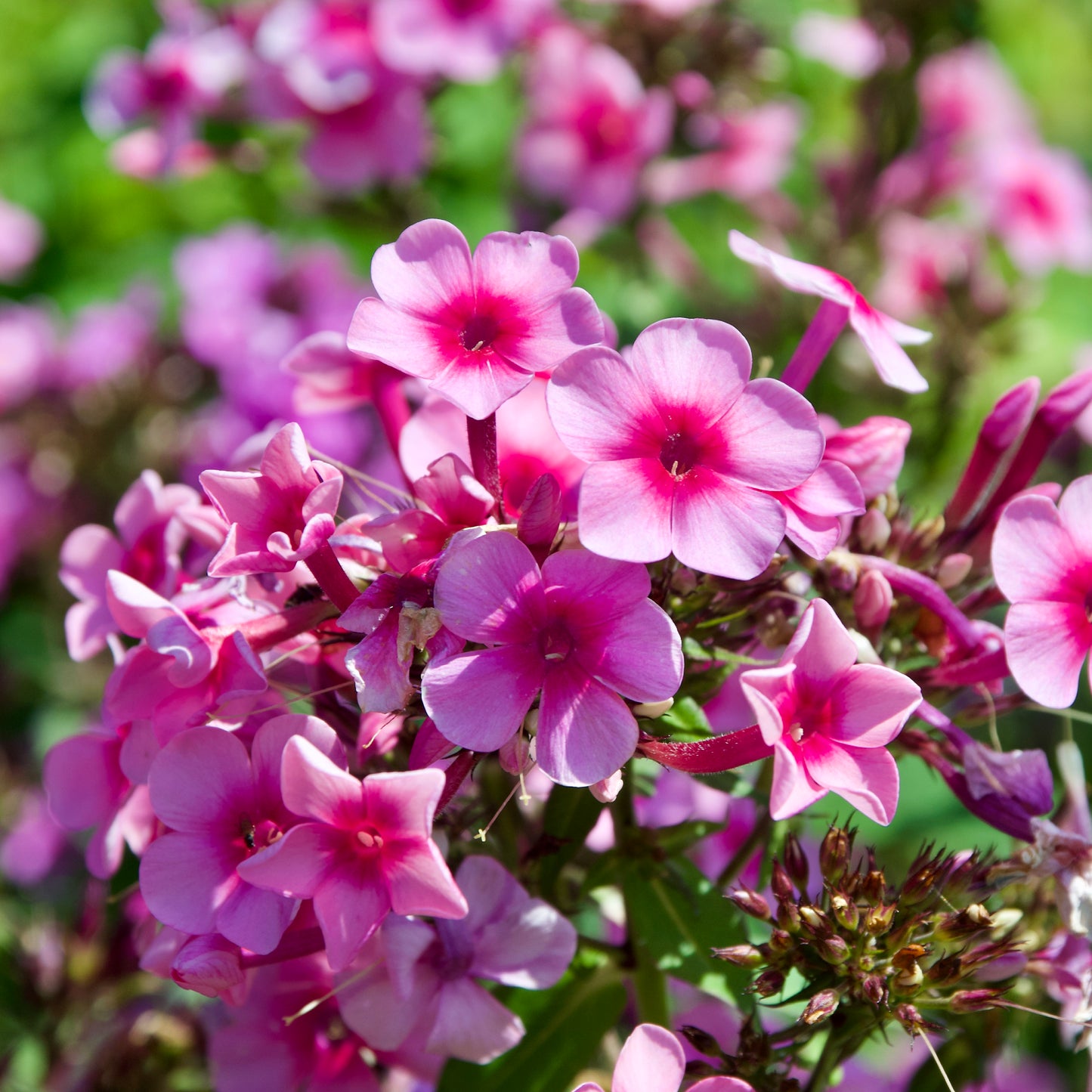 Phlox paniculata 'Barci'