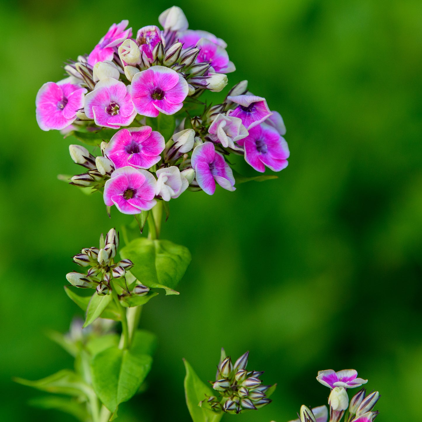 Phlox paniculata  'Orchid Yellow'