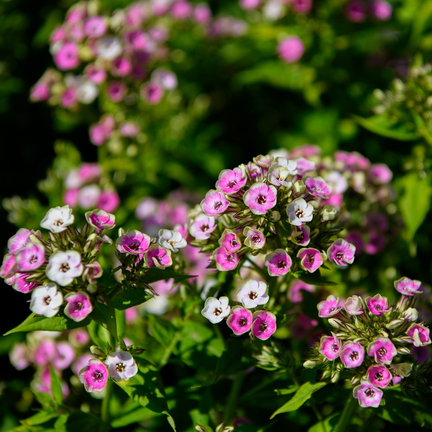 Phlox paniculata 'Orchid Yellow'