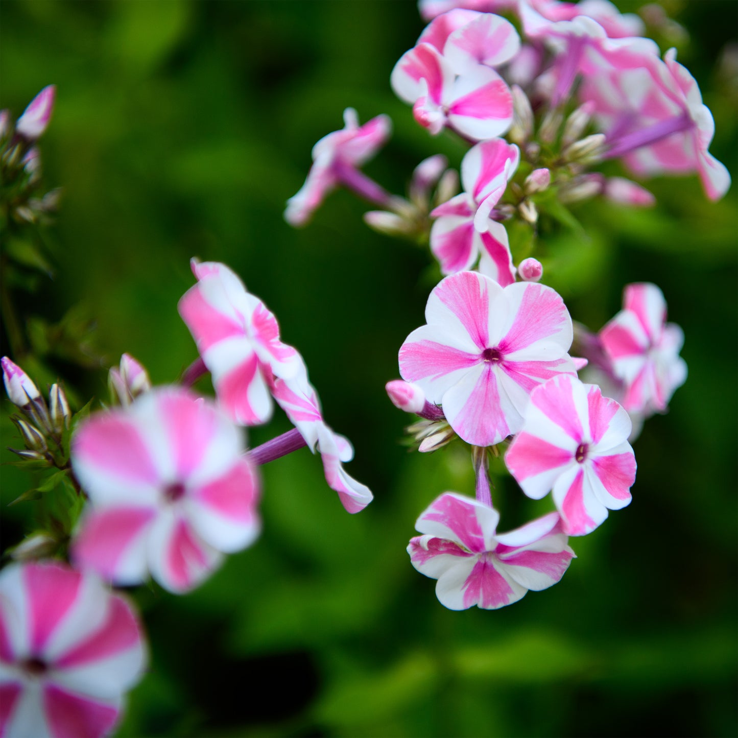 Phlox paniculata 'Peppermint Twist'