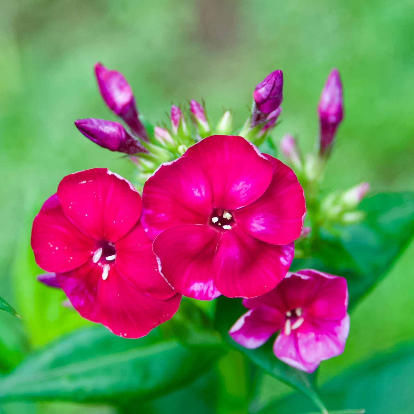 Phlox paniculata 'Cherry Crush'