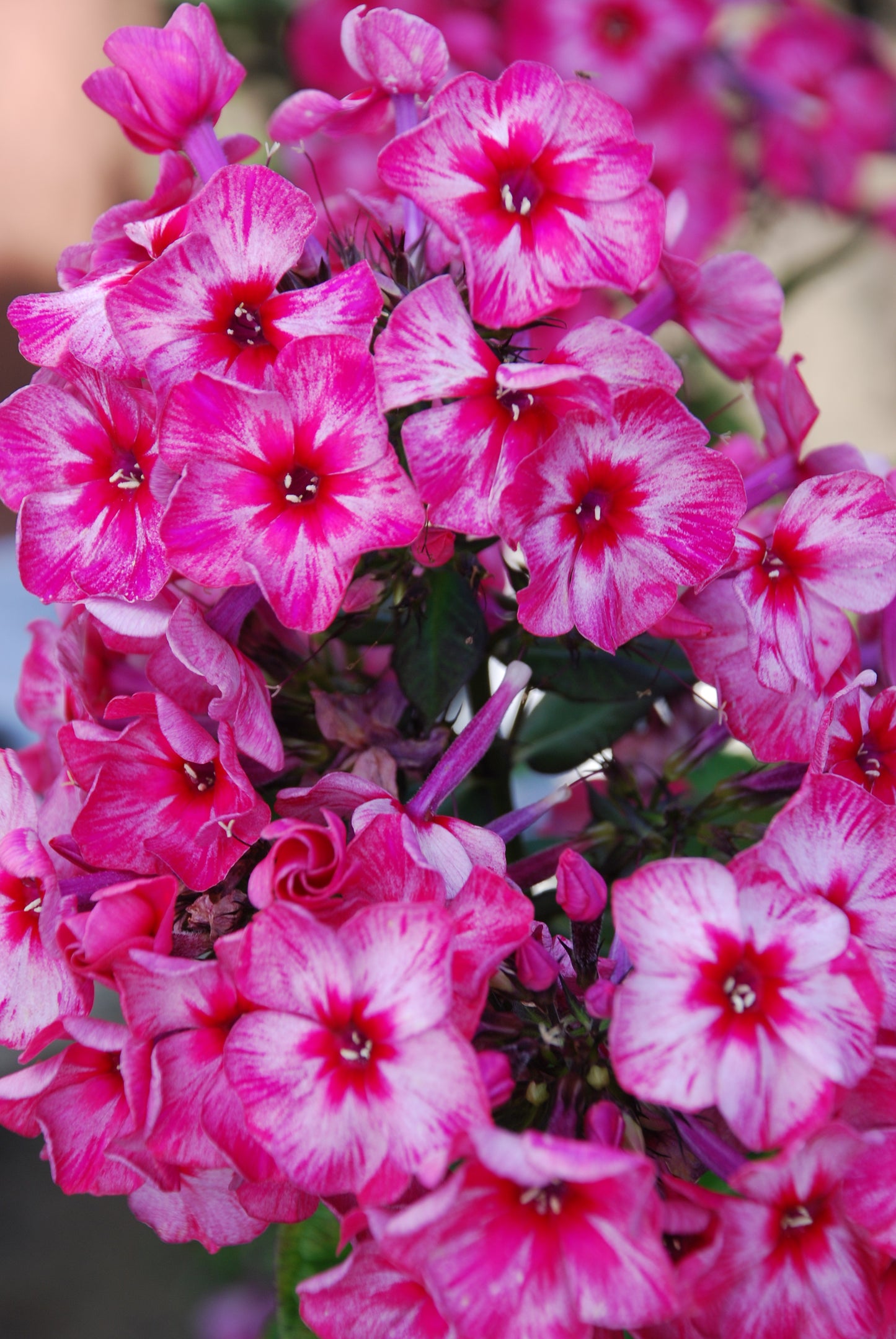 Phlox paniculata 'Fireworks'