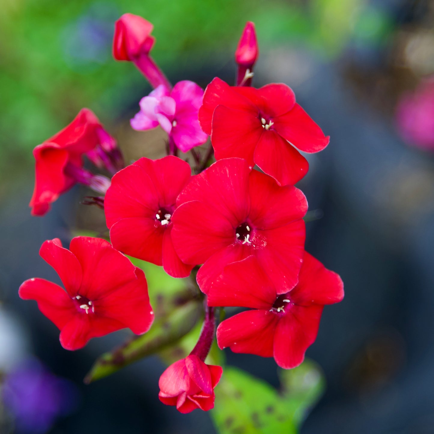 Phlox paniculata 'Red Riding Hood'