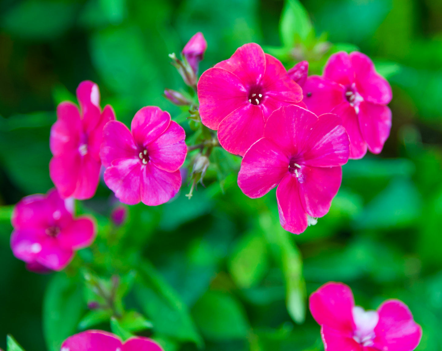 Phlox paniculata 'Younique Old Cerise'
