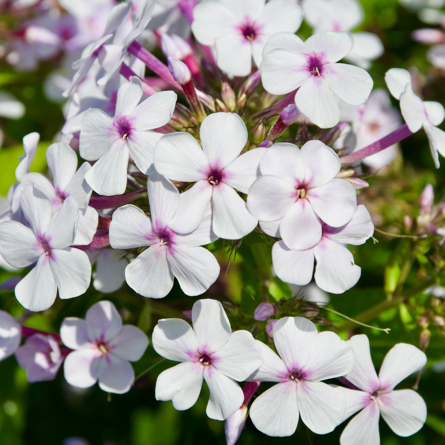 Phlox paniculata 'Delta Snow'