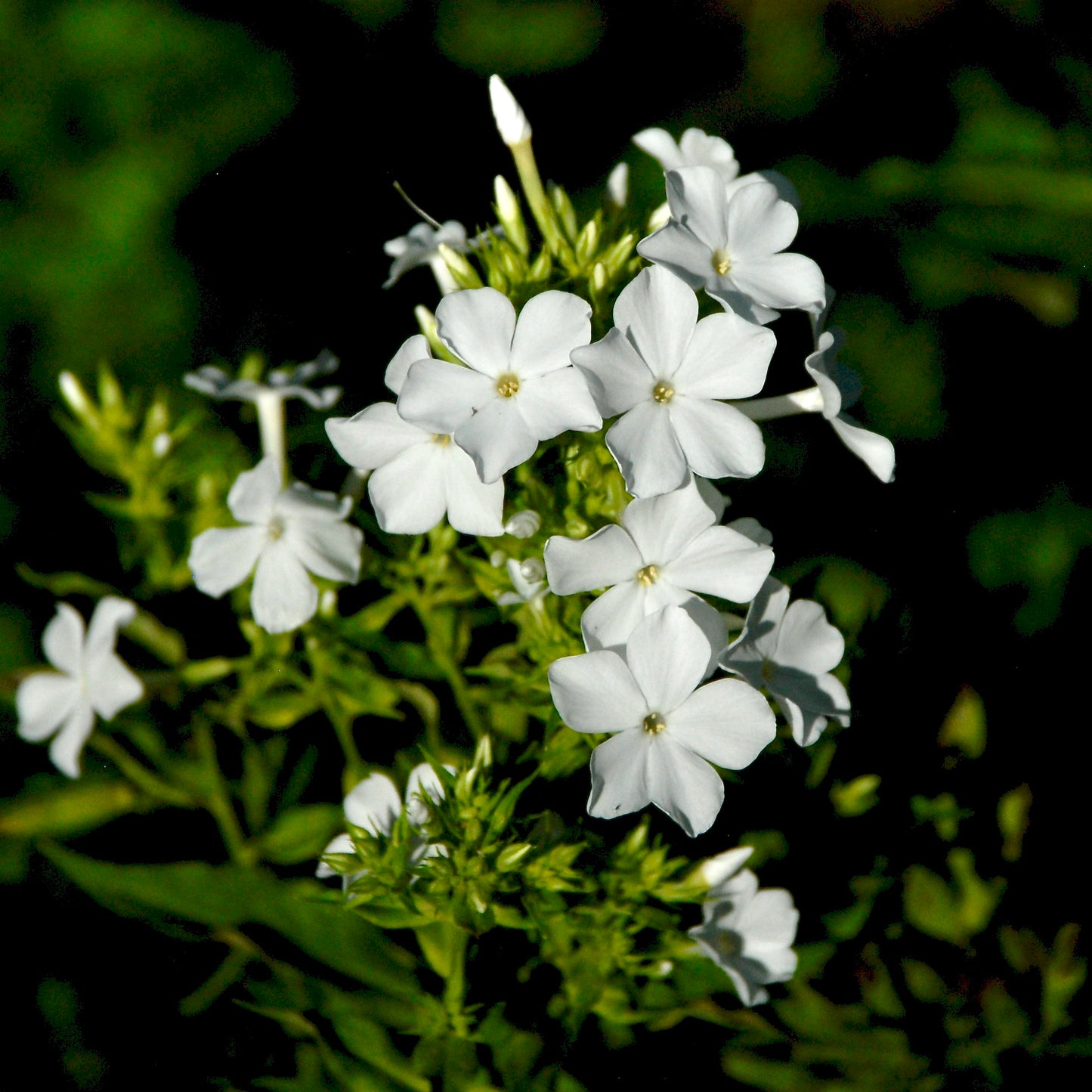 Phlox paniculata 'Mt. Fuji'