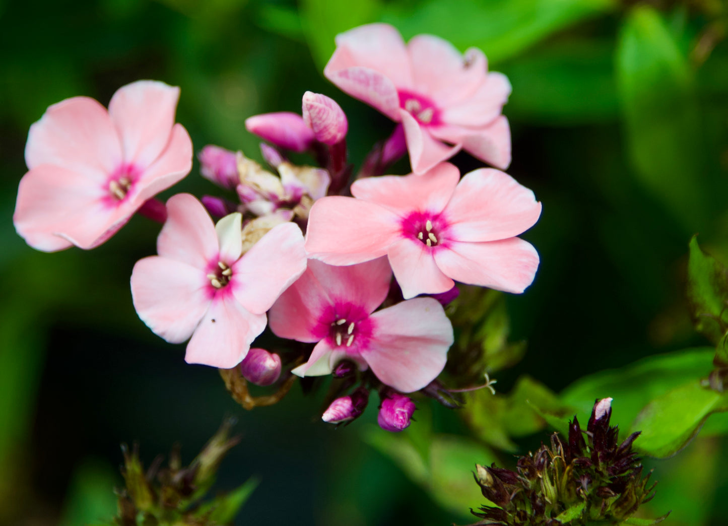 Phlox paniculata 'Sweet Summer Queen'