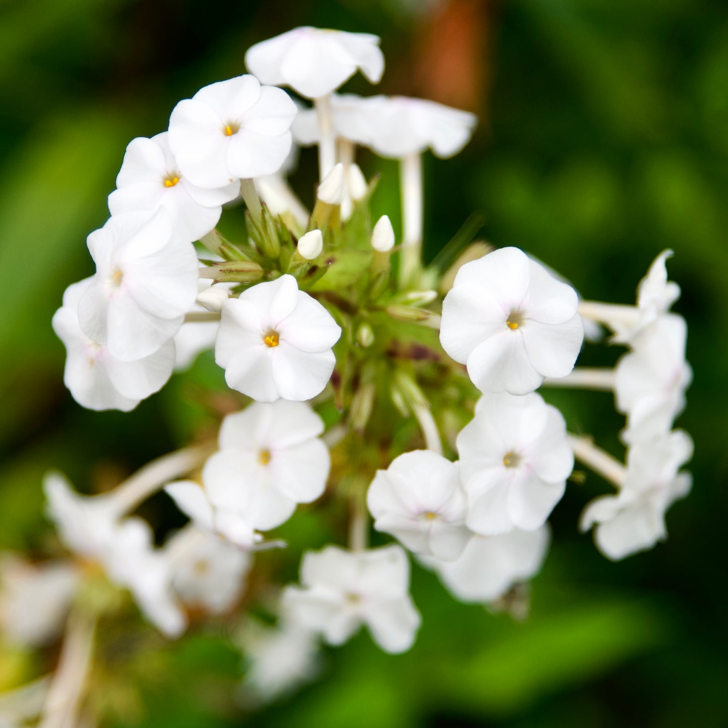 Phlox maculata 'Flower Power'