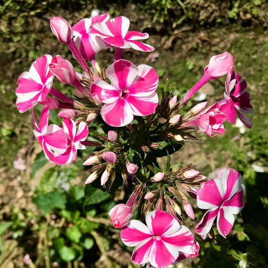 Phlox maculata 'Natascha'