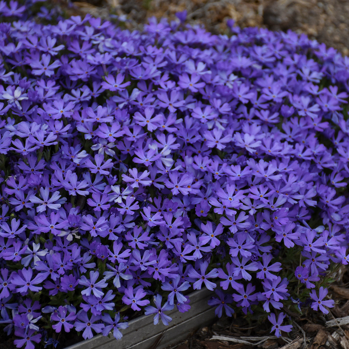 Phlox x 'Violet Pinwheels'