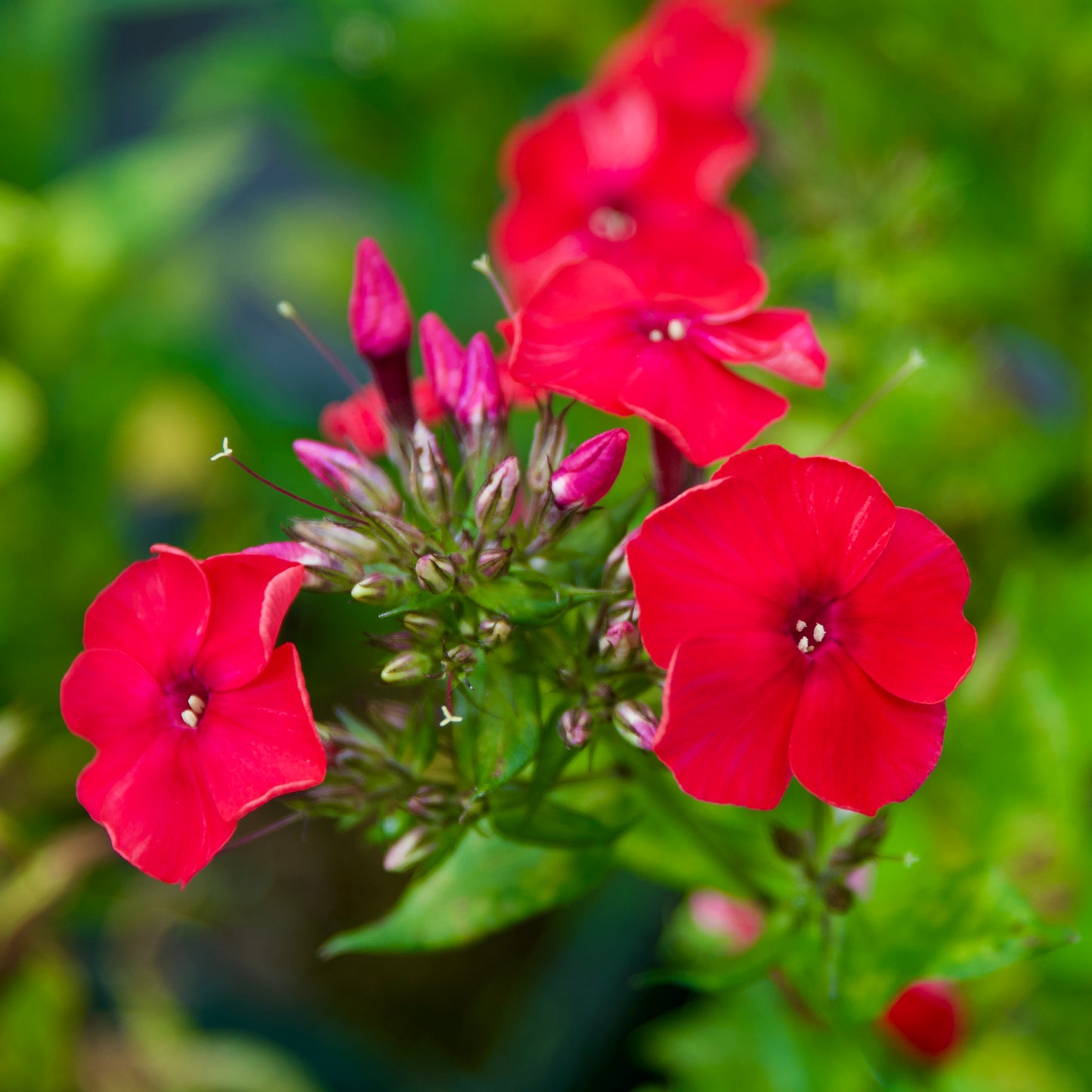 Phlox spring pearl 'Miss Mary'