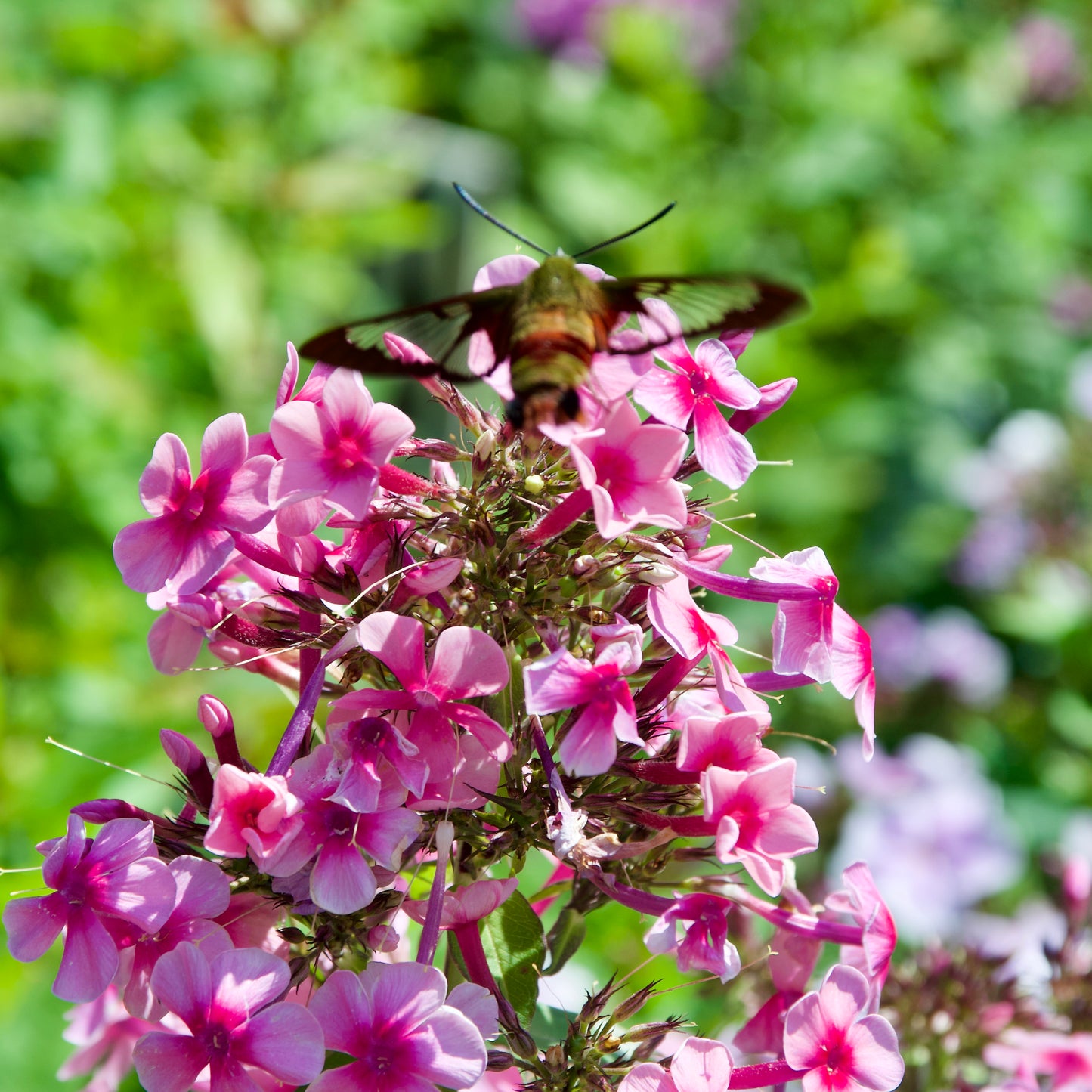 Phlox x arendsii 'Ping Pong'