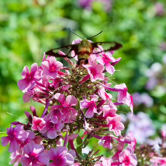 Phlox x arendsii 'Ping Pong'