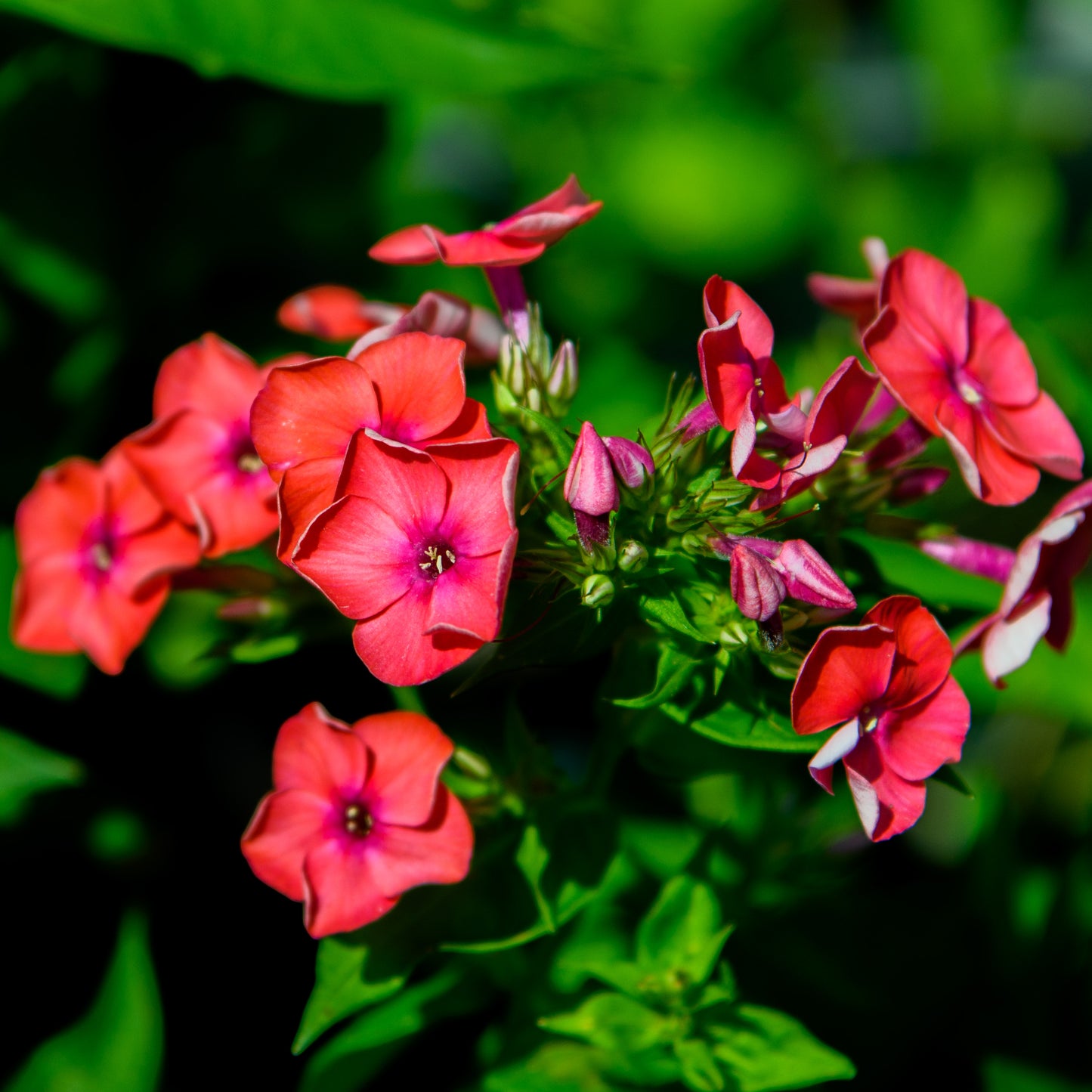 Phlox x arendsii 'Sabine'