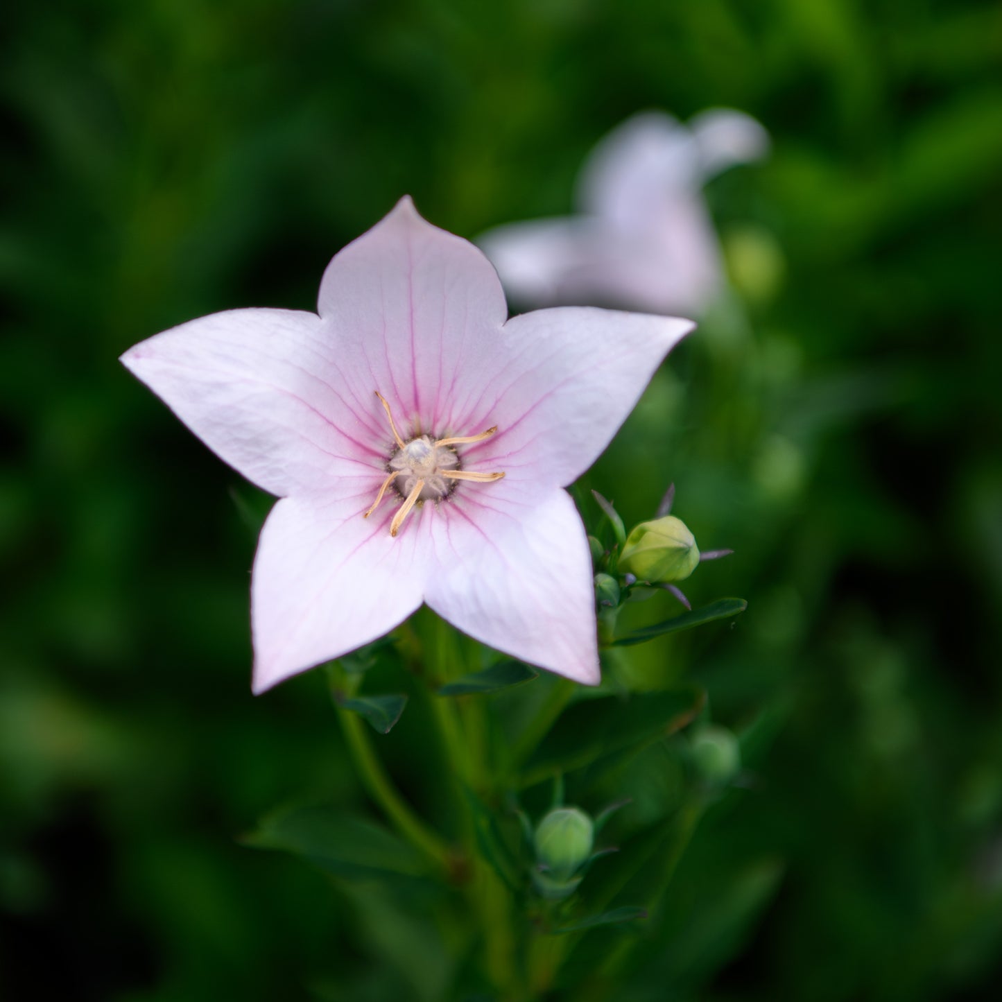 Platycodon grandiflorus 'Pop Star Pink' (Balloon Flower)