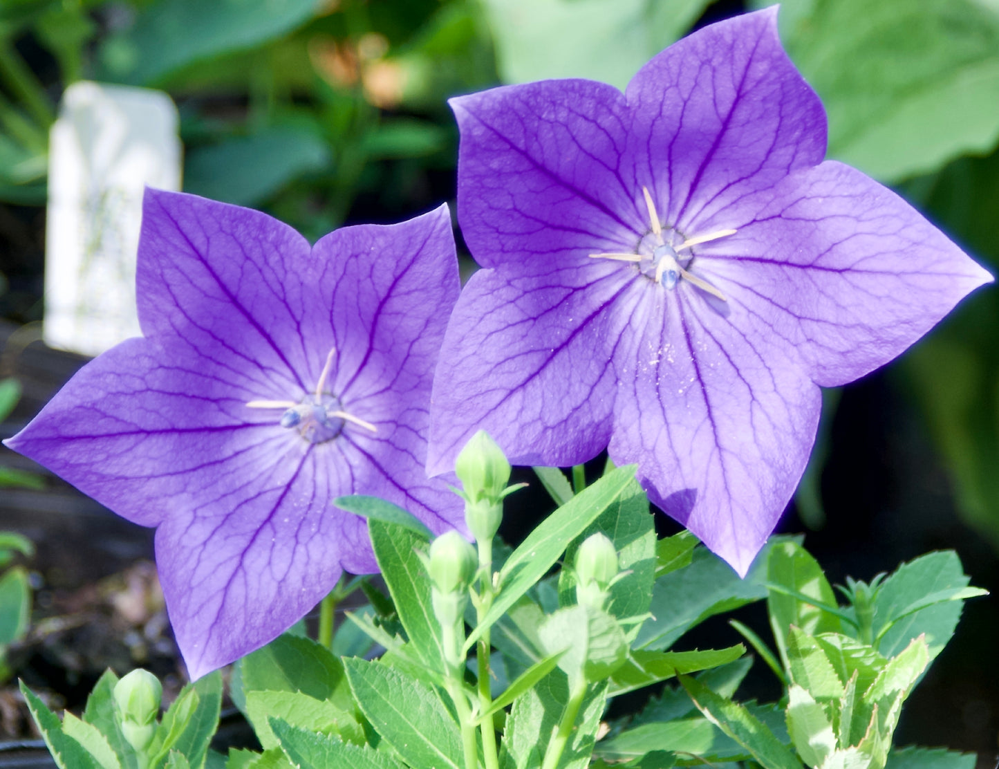 Platycodon grandiflorus 'Sentimental Blue'