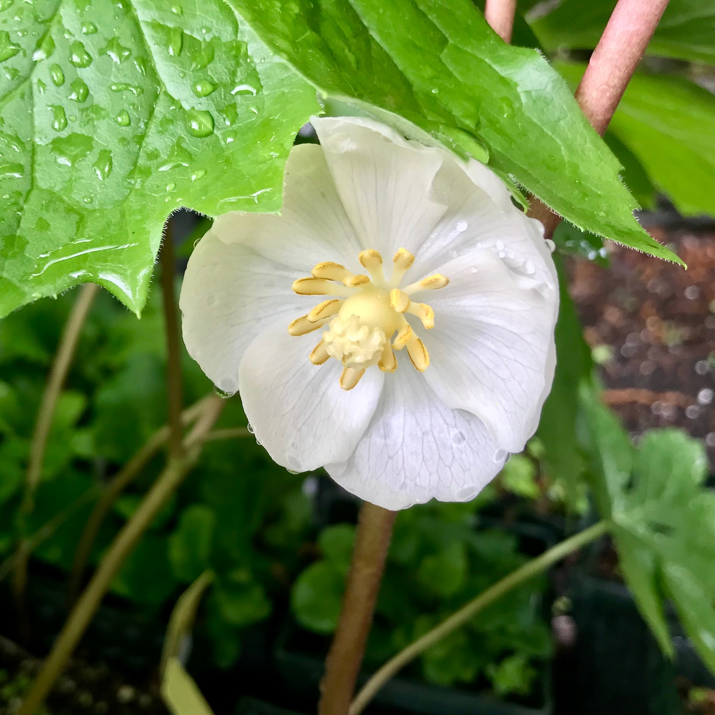 Podophyllum peltatum