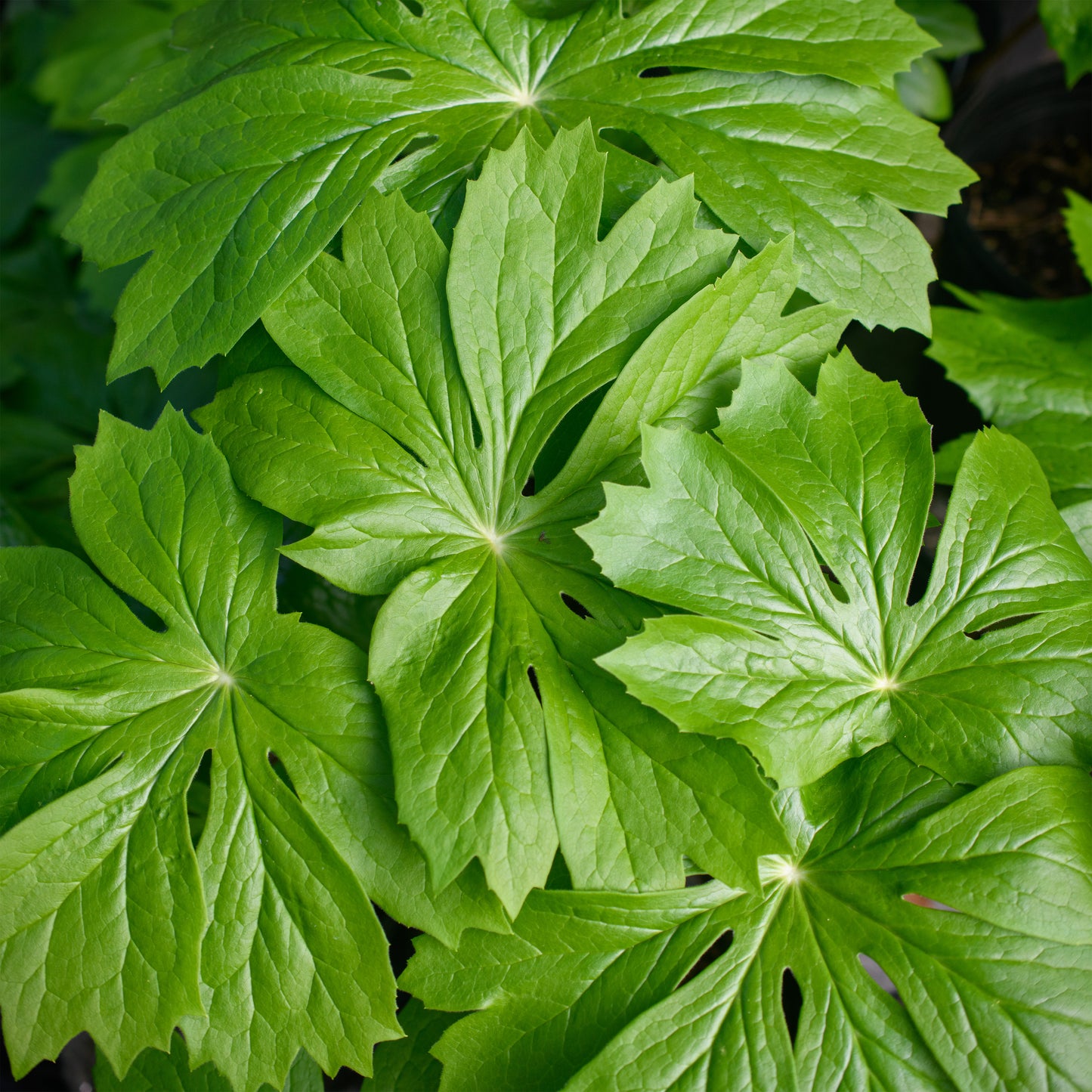 Podophyllum peltatum (Mayapple)