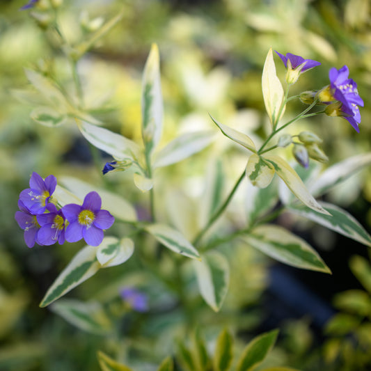 Polemonium 'Golden Feathers'  (Jacob's Ladder)