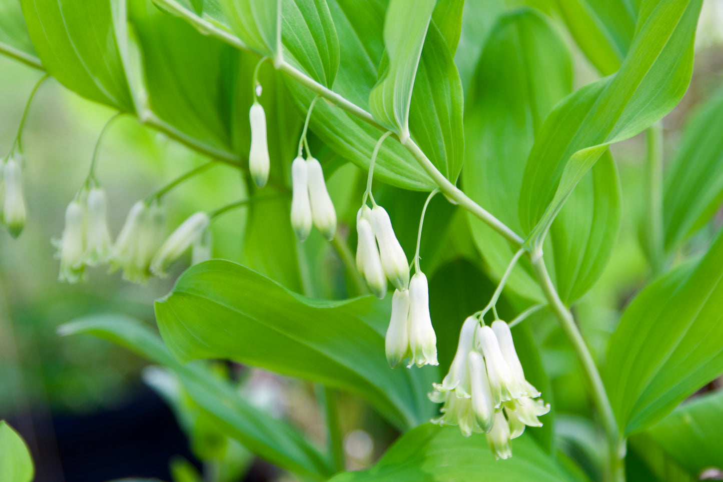Polygonatum multiflorum