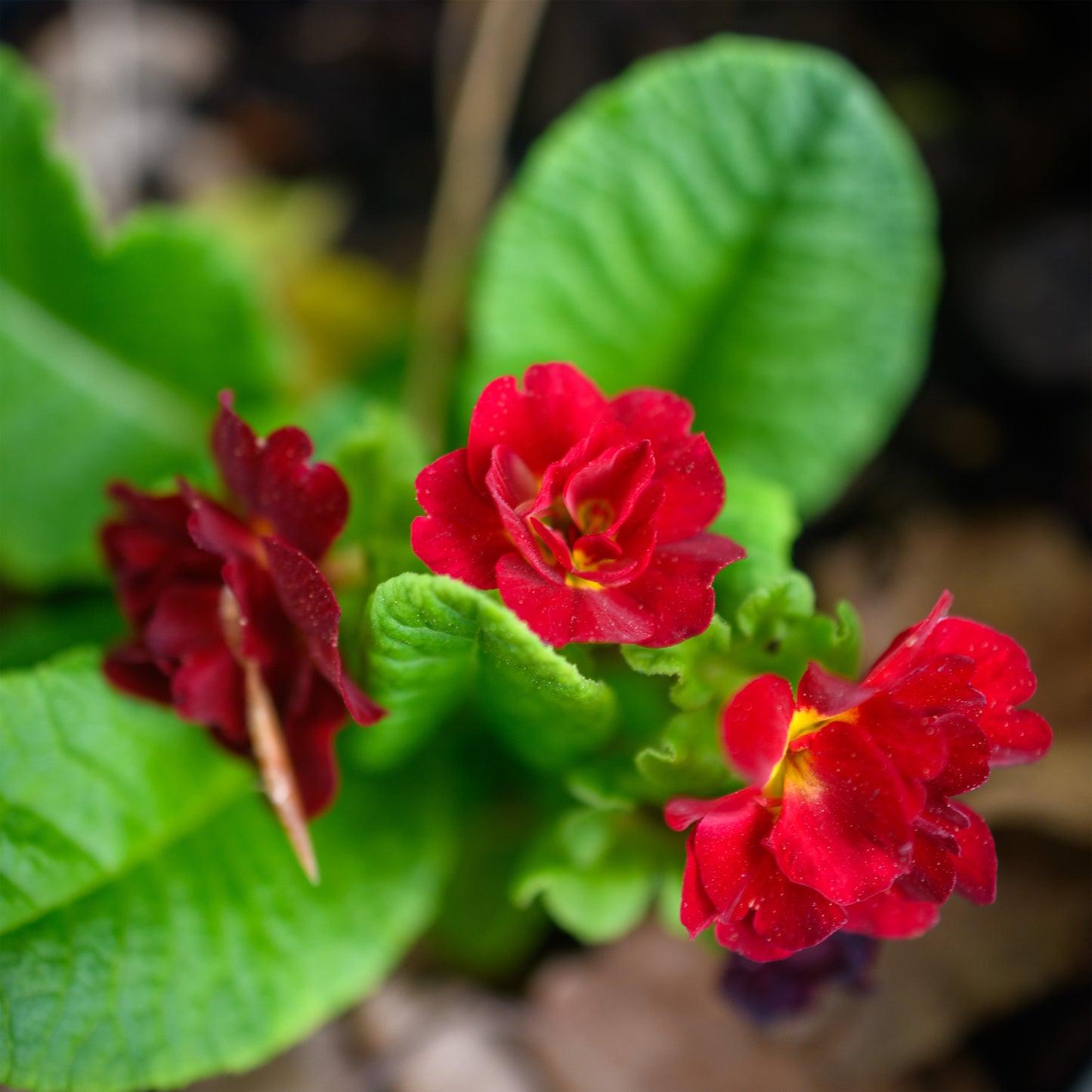 Primula vulgaris 'Belarina® Valentine' (Primrose)